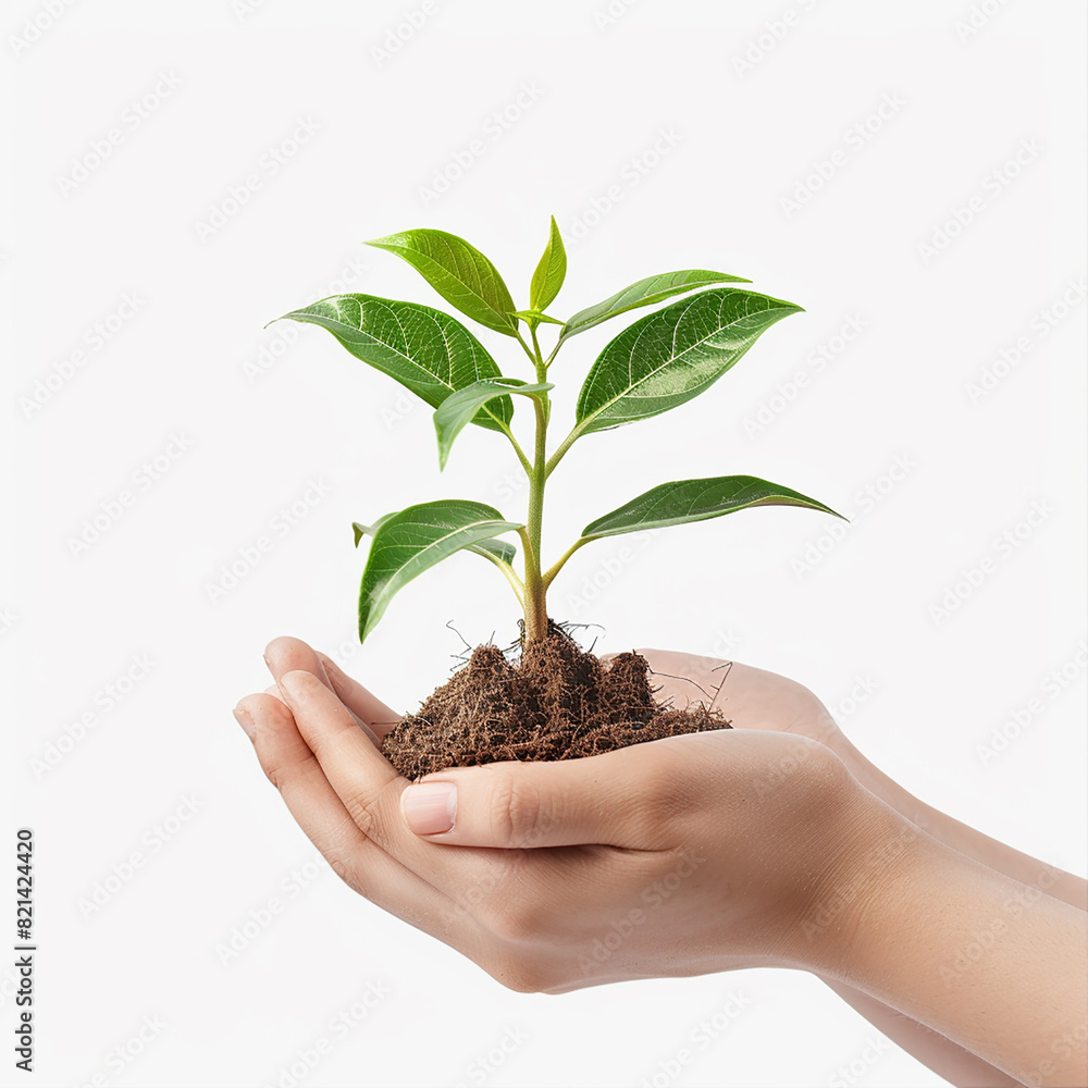 Photo of human hands holding a small plant with a white background Photo of human hands holding a small plant with a white background