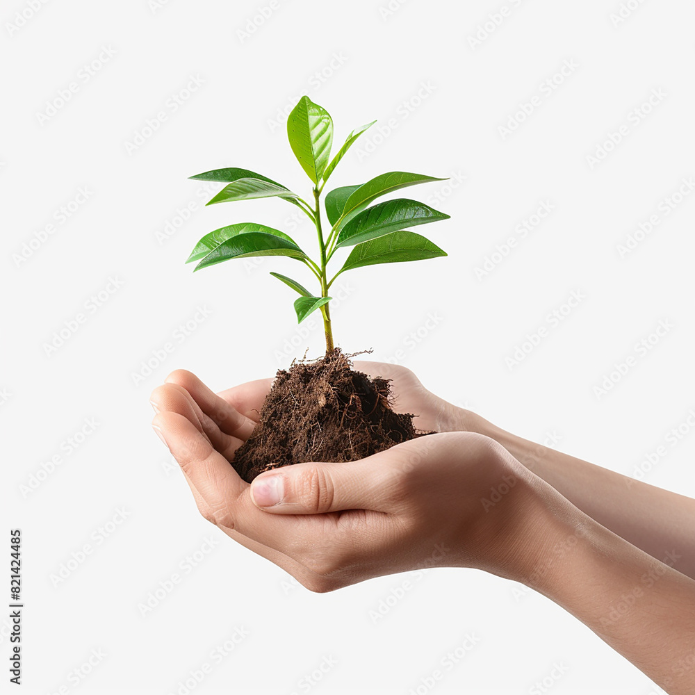 Photo of human hands holding a small plant with a white background Photo of human hands holding a small plant with a white background