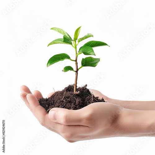 Photo of human hands holding a small plant with a white background © oneli