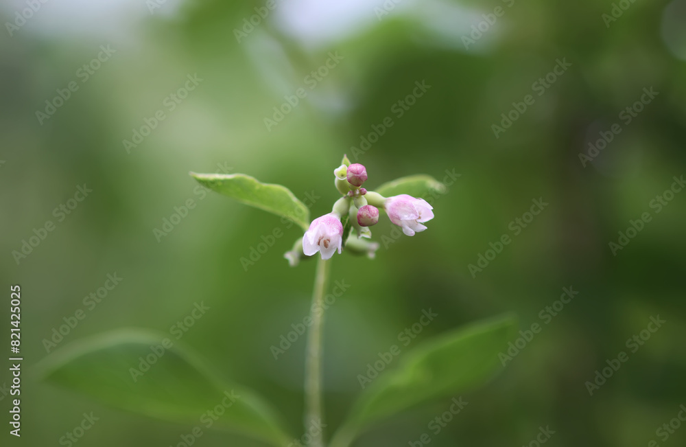 Rain drops on the leaves of the snowberry bush. Rain drops on the leaves of the snowberry bush.
