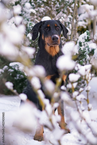 Adorable young black and tan Beauceron dog posing outdoors sitting on a snow in winter garden