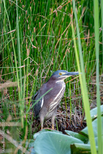 Beautiful green heron (Butorides virescens) standing in the undergrowth.