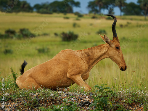 Lelwel hartebeest - Alcelaphus buselaphus lelwel also Jacksons hartebeest, big antelope in the grassland in Uganda, Africa. Hybridize with Coke hartebeest to Kenya Highland hartebeest photo
