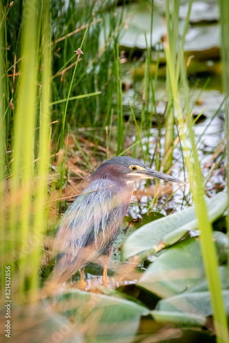 Beautiful green heron (Butorides virescens) in profile among the vegetation of a wetland.
