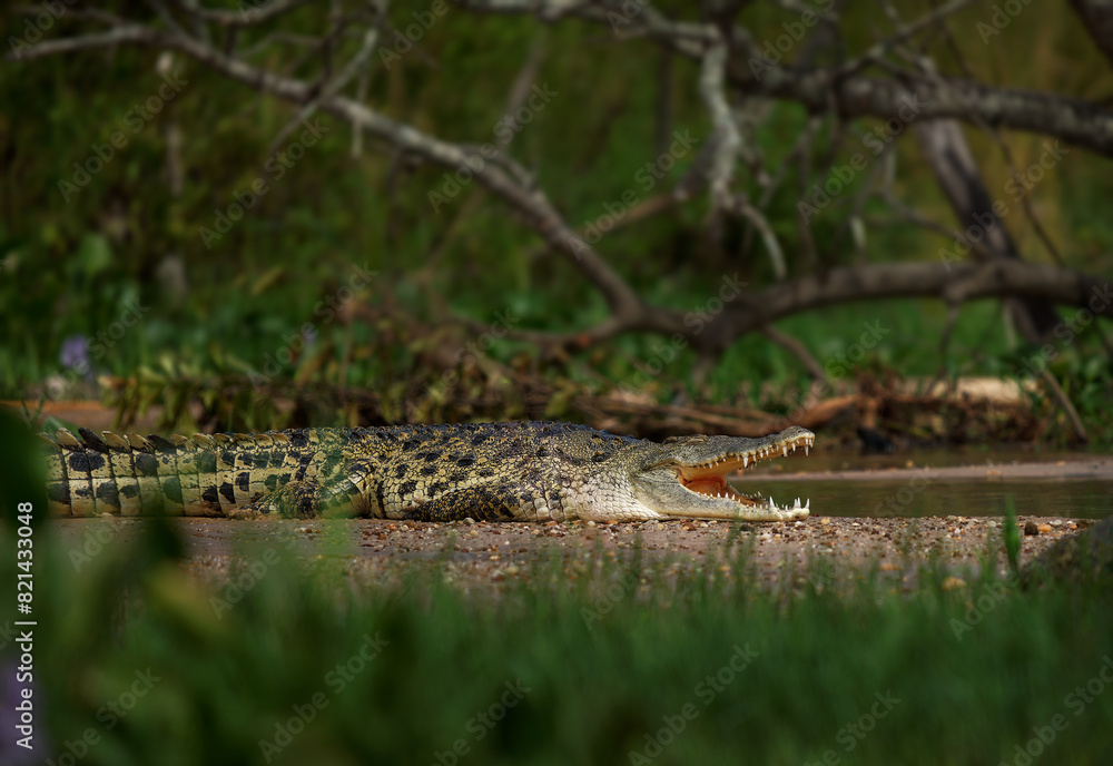 Nile Crocodile - Crocodylus niloticus large crocodilian native to freshwater habitats in Africa, laying on the riverside and opening mouth with big teeth. Big dangerous reptile in Uganda Nile Crocodile - Crocodylus niloticus large crocodilian native to freshwater habitats in Africa, laying on the riverside and opening mouth with big teeth. Big dangerous reptile in Uganda