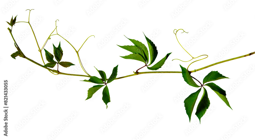 Twig with colorful young wild grape leaves isolated on white background Twig with colorful young wild grape leaves isolated on white background