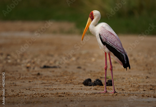 Yellow-billed Stork - Mycteria ibis also wood stork or ibis, large African wading stork in Ciconiidae, widespread south of the Sahara and Madagascar, white bird with yellow beak on the river bank