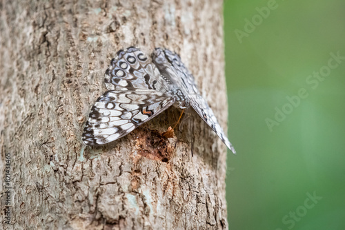 Close-up shot of a speckled moth perched on a tree trunk