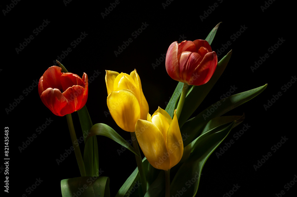 red and yellow tulips