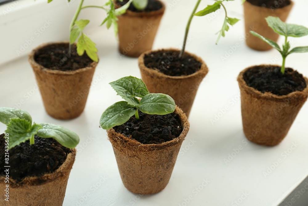 Many cucumber seedlings growing in pots on window sill, closeup Many cucumber seedlings growing in pots on window sill, closeup