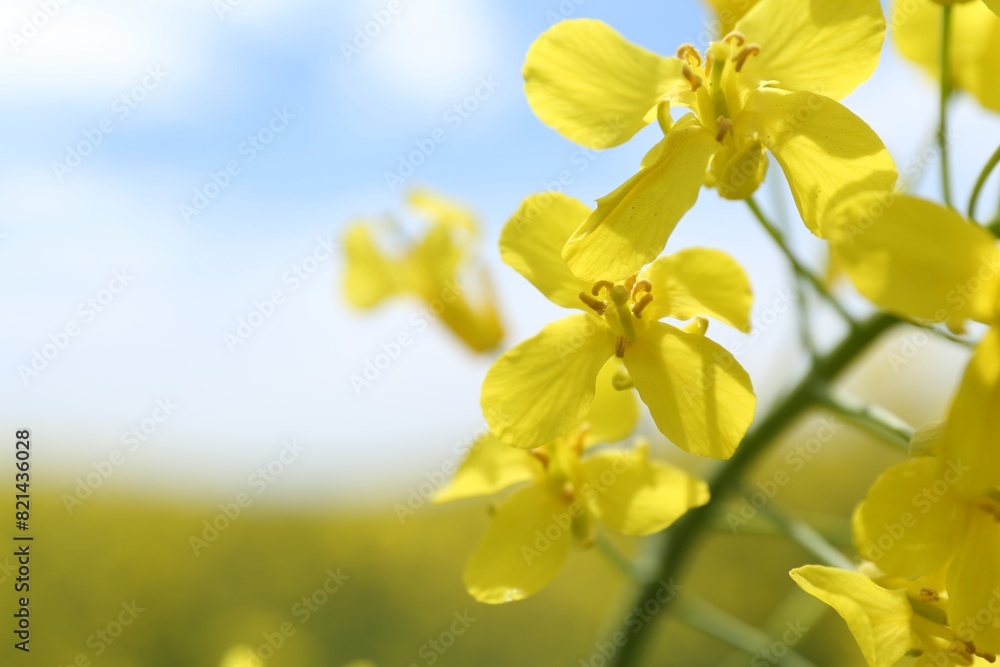 Beautiful rapeseed flowers blooming outdoors, closeup. Space for text Beautiful rapeseed flowers blooming outdoors, closeup. Space for text