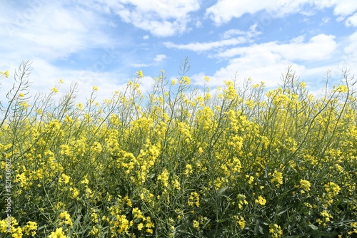 Beautiful rapeseed flowers blooming in field under blue sky