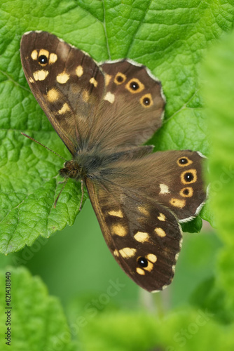 Vertical closeup on a European brown speckled butterfly, Parage aegeria with spread wings