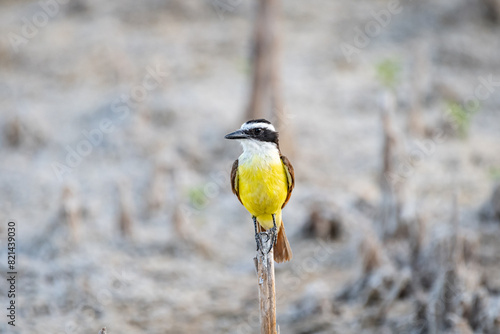 Close-up shot of a Great Kiskadee bird (Pitangus sulphuratus) standing on the edge of a branch. Yellow bird with white head with black stripes. Background out of focus