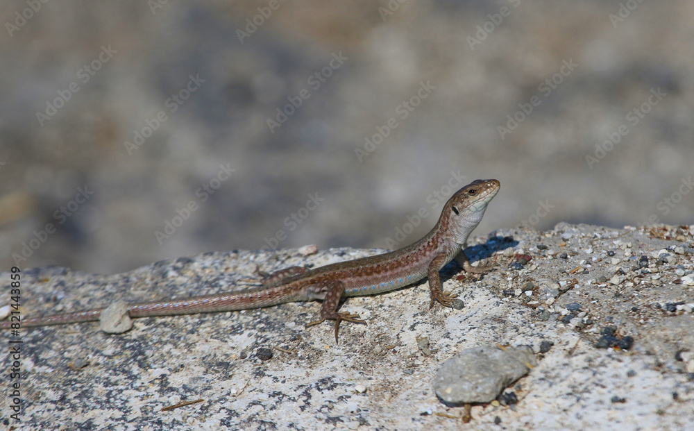 An Erhard's Wall Lizard (Podarcis erhardii), shot on the Greek island of Santorini. An Erhard's Wall Lizard (Podarcis erhardii), shot on the Greek island of Santorini.