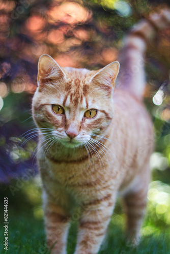 Orange tabby cat close-up