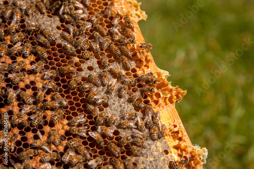 Working bees in a hive on honeycomb. Bees inside hive with sealed and open cells for their young..