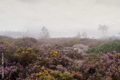 Landscape of Ger  s mountain  by the morning with rain  wind and fog  in spring time  with yellow and pink flowers