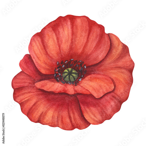 Red poppy petals black stamens flower. Meadow wild blossom, field blooming plants clip art. Hand drawn watercolor illustration isolated on white background. For Memorial day designs, cards, posters
