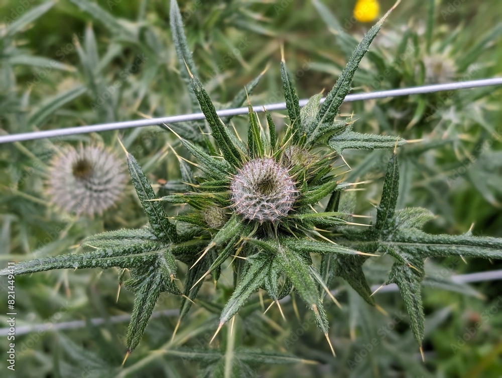 The heads of Spear Thistle (Cirsium vulgare) by a farmland fence The heads of Spear Thistle (Cirsium vulgare) by a farmland fence