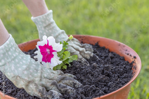 A pair of hands, clad in white gloves with a green polka dot pattern, carefully plants a vibrant pink petunia in a terracotta pot filled with rich, dark soil.