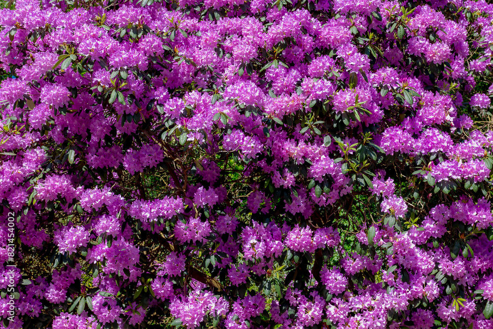 Selective focus of violet purple flower full bloom on the tree with green leaves, Rhododendron is a very large genus of species of woody plants in the heath family, Ericaceae, Nature floral background Selective focus of violet purple flower full bloom on the tree with green leaves, Rhododendron is a very large genus of species of woody plants in the heath family, Ericaceae, Nature floral background