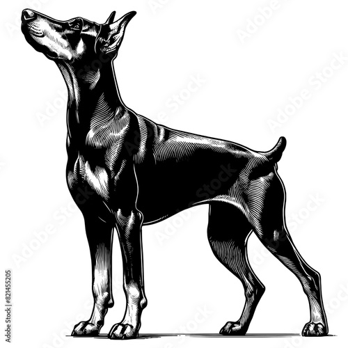 Hand drawn illustration of fierce doberman dog, vector sketch isolated on transparent background.