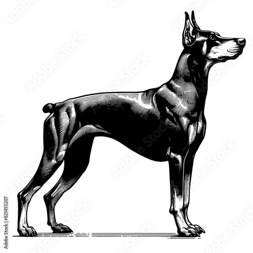 Hand drawn illustration of fierce doberman dog, vector sketch isolated on transparent background.