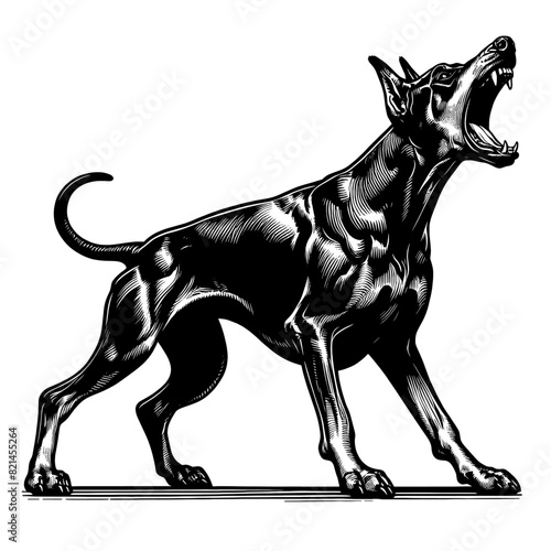 Hand drawn illustration of fierce doberman dog, vector sketch isolated on transparent background.