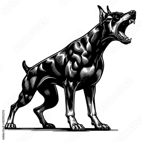 Hand drawn illustration of fierce doberman dog, vector sketch isolated on transparent background.