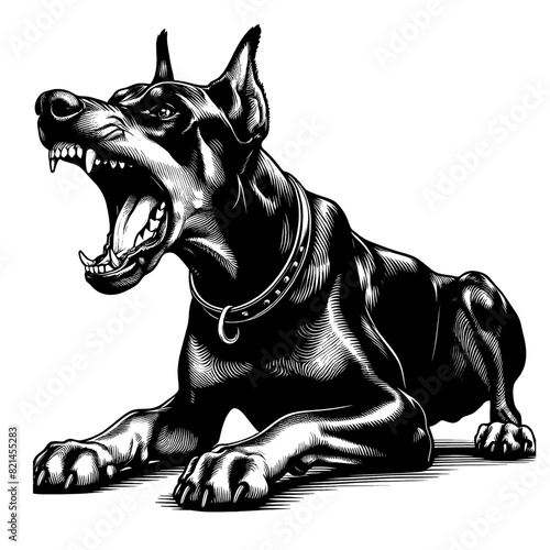 Hand drawn illustration of fierce doberman dog, vector sketch isolated on transparent background.