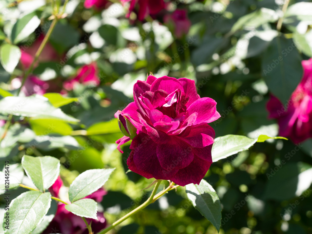 赤紫色の薔薇の花