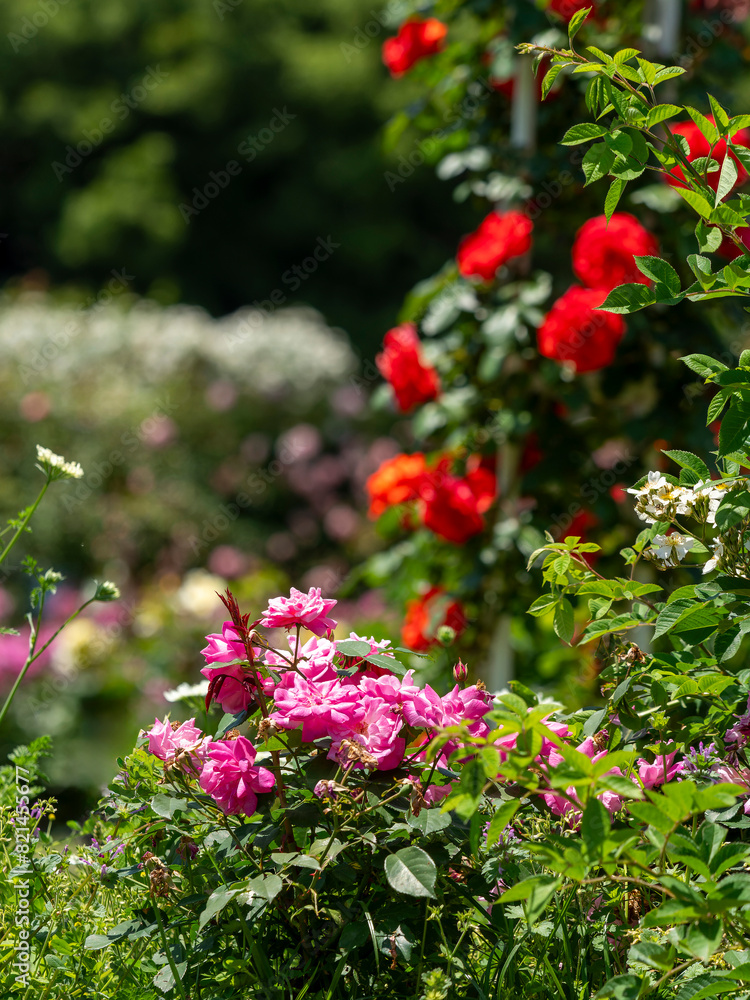 custom made wallpaper toronto digital鮮やかな薔薇が咲く薔薇園の風景