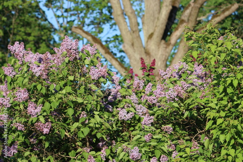 Sweden. Syringa vulgaris, the lilac or common lilac, is a species of flowering plant in the olive family Oleaceae, native to the Balkan Peninsula, where it grows on rocky hills.    