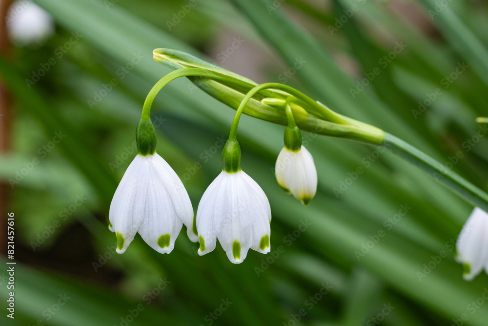 Snowdrops of neat flowers that bloom in early spring. Snowdrops of neat flowers that bloom in early spring.