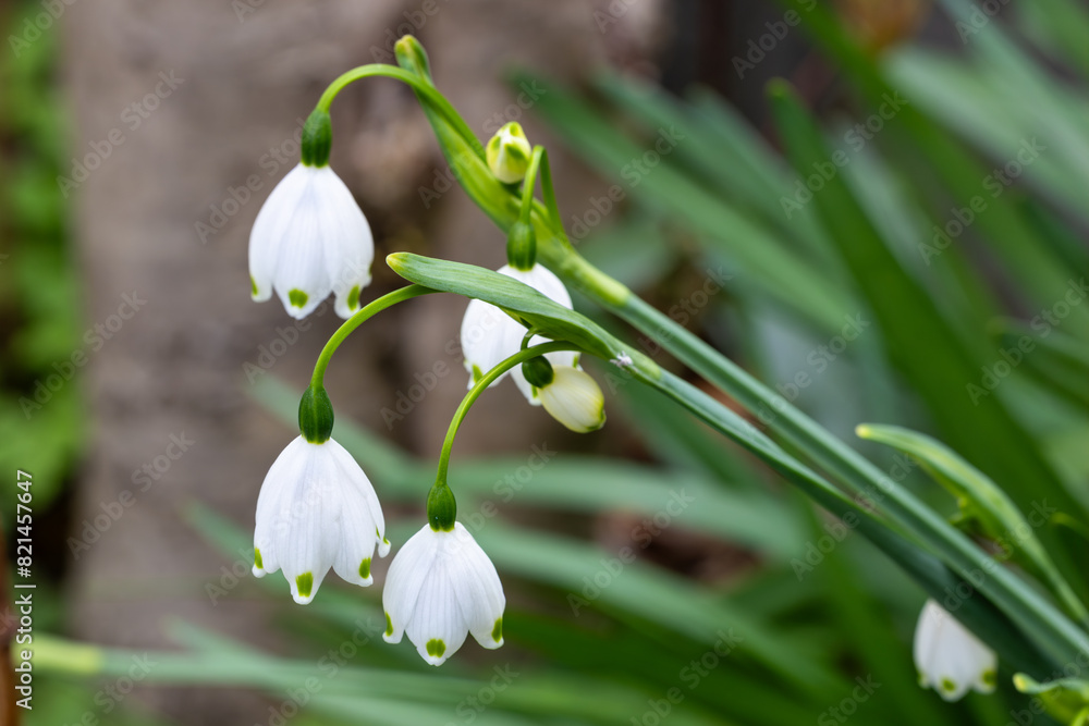 Snowdrops of neat flowers that bloom in early spring.