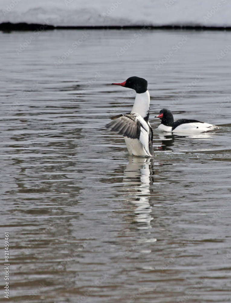 A flapping male Common Merganser (Mergus merganser ) with another one looking on. Shot on the Grand river, in Cambridge, Ontario, Canada.