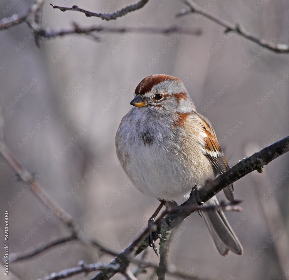 An American Tree Sparrow (Spizella arborea) sitting on a bird feeder in winter. Shot in Southern Ontario, Canada..