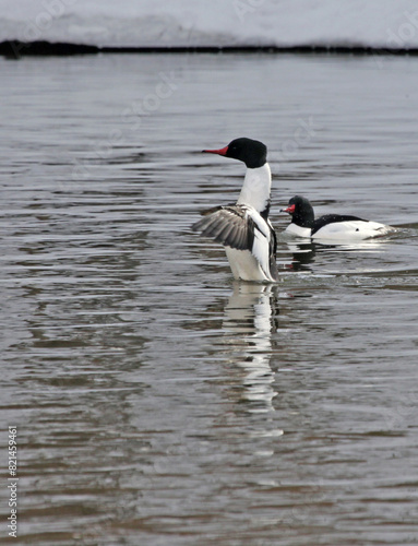 Obraz na płótnie A flapping male Common Merganser (Mergus merganser ) with another one looking on. Shot on the Grand river, in Cambridge, Ontario, Canada. w salonie