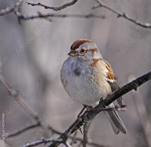 An American Tree Sparrow (Spizella arborea) sitting on a  bird feeder in winter.  Shot in Southern Ontario, Canada..