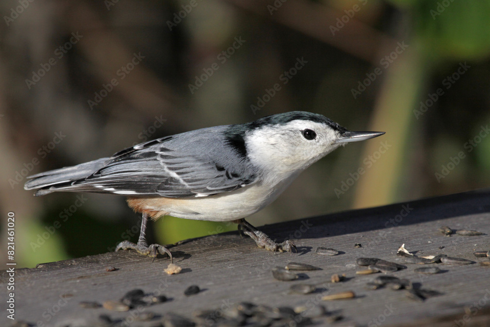 Obraz premium A White-breasted Nuthatch (Sitta carolinensis) sitting at bird feeder..