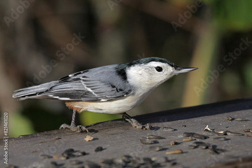 A White-breasted Nuthatch (Sitta carolinensis) sitting at bird feeder..