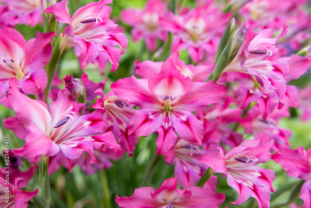 Spring gladiolus flowers blooming with beautiful pink flowers in the garden.