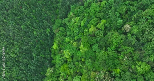 Aerial view of green forest landscape  photo