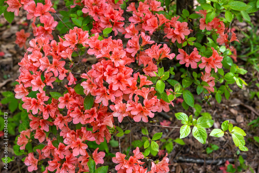 Close-up of torch Azalea flowers blooming in the forest. Close-up of torch Azalea flowers blooming in the forest.