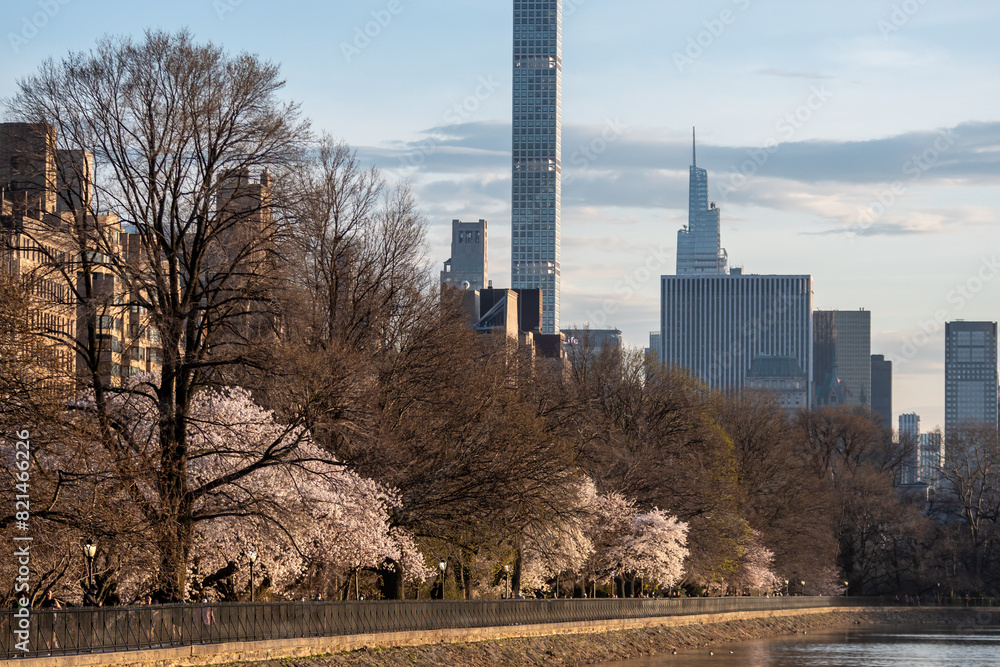 Obraz premium Blooming trees in central park New York during spring time. People walk and enjoy first warm and the beginning of spring spring in beautiful park