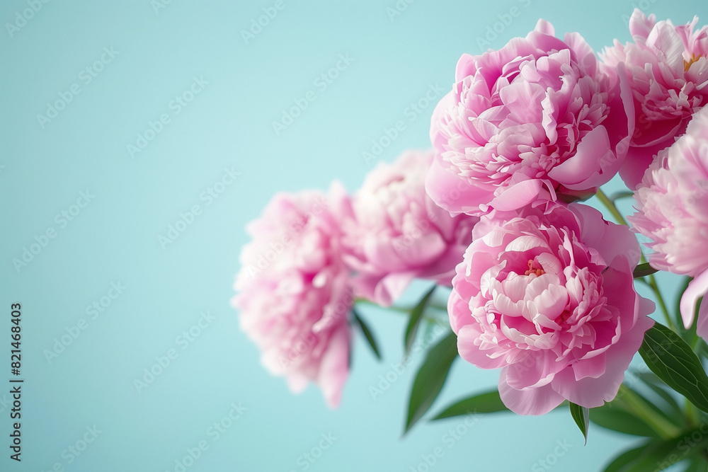 Close-up di fiori di peonia su sfondo azzurro Close-up di fiori di peonia su sfondo azzurro