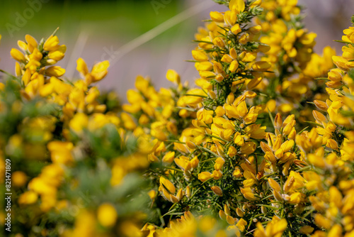 Tableau sur toile Selective focus of wild yellow flower in the forest, Genista scorpius is an acce