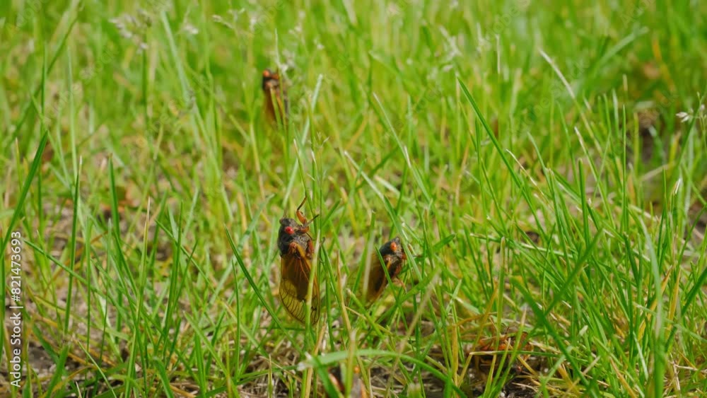 Cicada emerging from ground, many cicadas are sitting on the grass Cicada emerging from ground, many cicadas are sitting on the grass