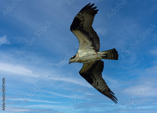 Osprey in Flight Near Piedras Blancas, California
